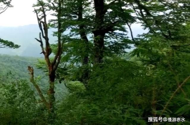 一起捕鱼吧